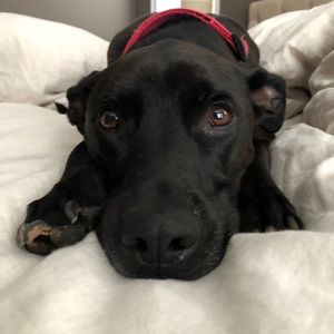 Meet your Posher, Sofia